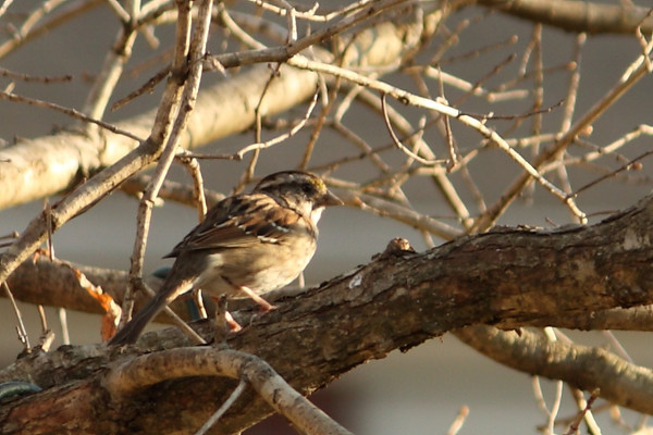 IMAGE: http://jaten.smugmug.com/Nature/April-2010/Sparrow4866ii/829036047_aTRSn-M.jpg