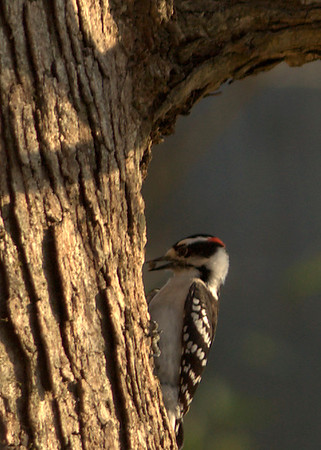 IMAGE: http://jaten.smugmug.com/Nature/April-2010/WoodpeckerSeed4864ii/828990341_9rB3J-M.jpg