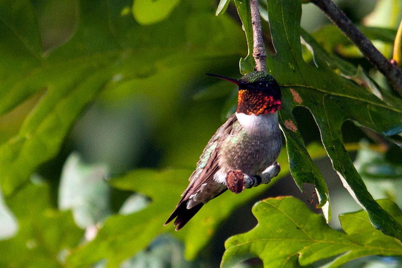IMAGE: http://jaten.smugmug.com/Other/June-2010/Hummingbird5670/918591629_gu45W-L.jpg