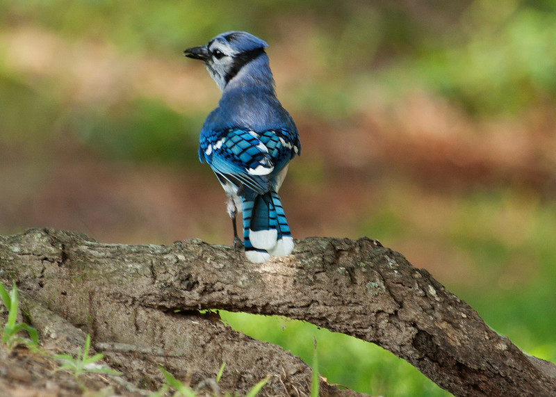 IMAGE: http://jaten.smugmug.com/Other/June-2010/Jay5457res/905686568_hZ3iQ-L.jpg