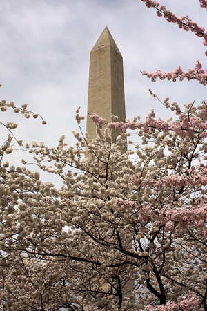 IMAGE: http://jaten.smugmug.com/Travel/DC-2010/Washington-in-bloom4544/826106336_Y2vvz-M.jpg