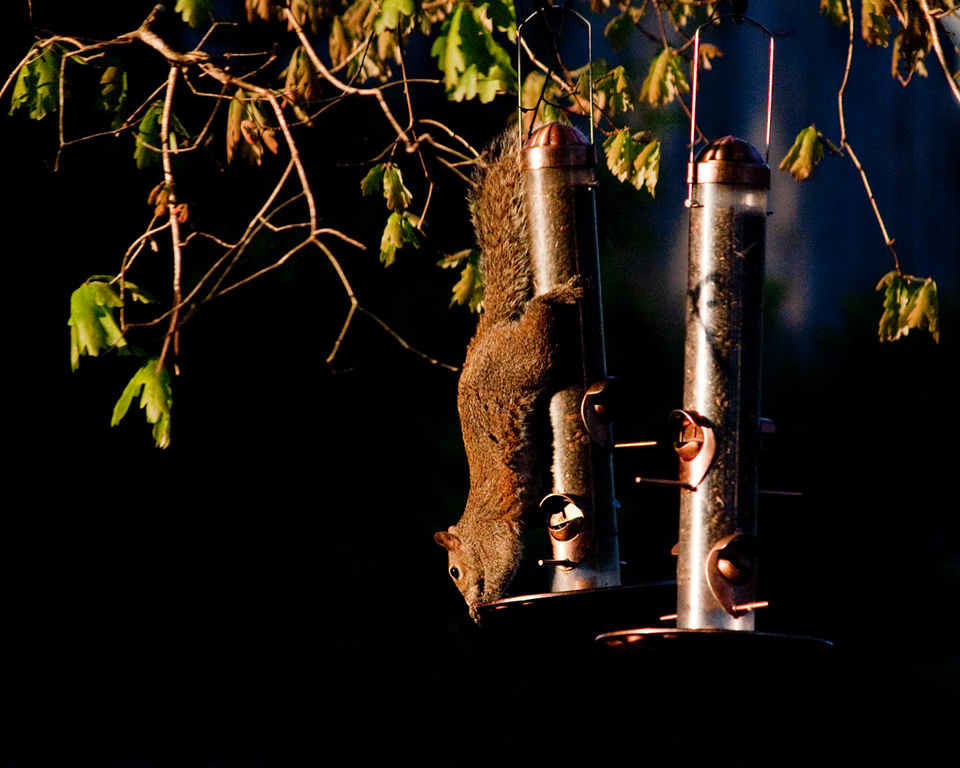 IMAGE: http://jaten.smugmug.com/photos/520662485_MtKyk-XL.jpg