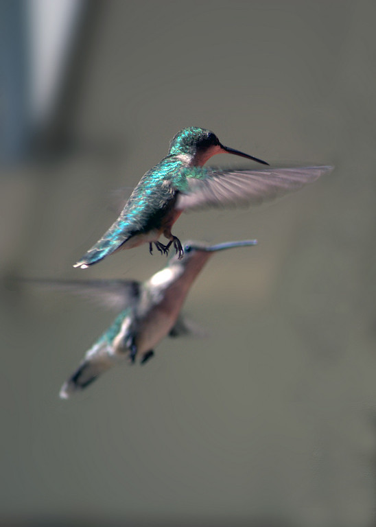 IMAGE: http://jaten.smugmug.com/photos/550216971_G2qUa-XL.jpg